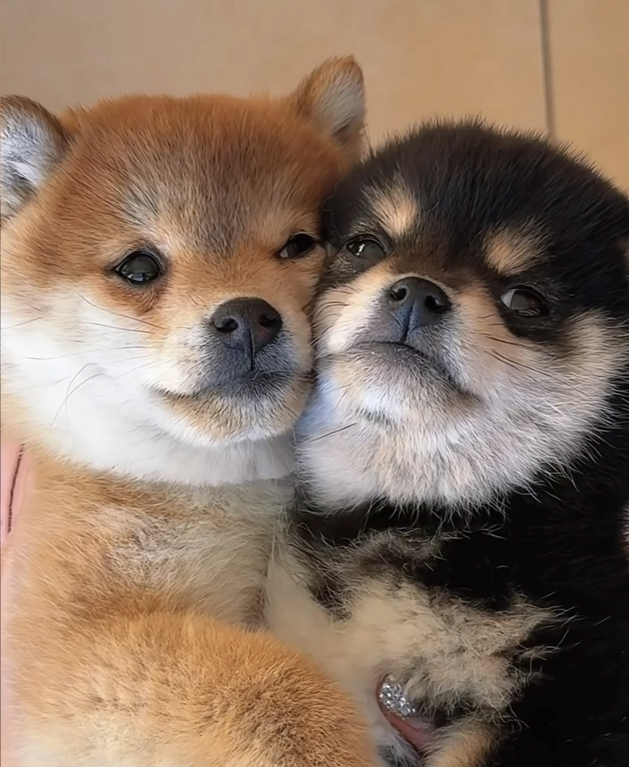 日本柴犬❤️平台推荐