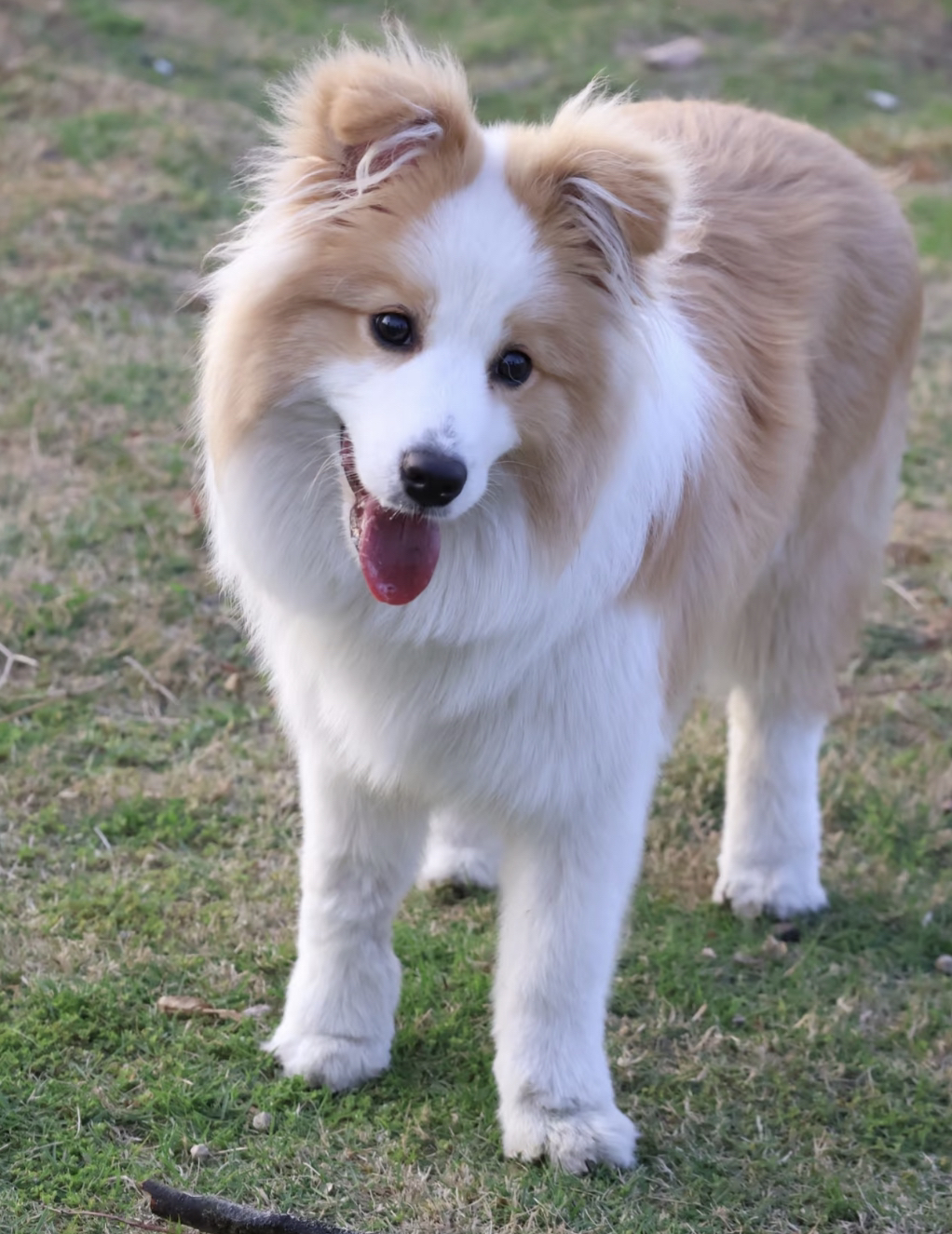 大骨量金色边境牧羊犬