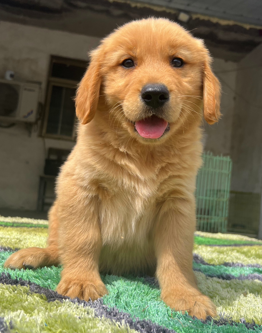 金毛幼犬,运费自理。