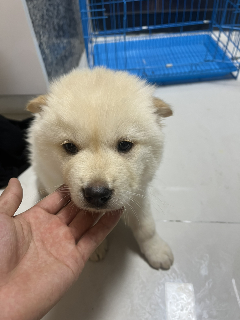 土松 骨架大 白色毛