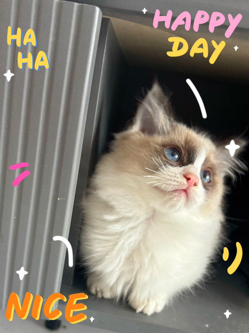 布偶猫
