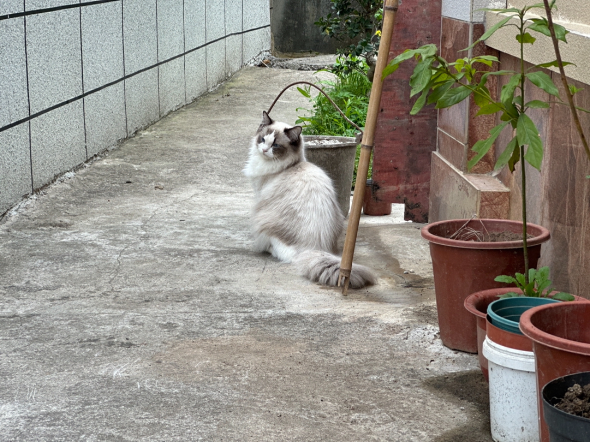 【预定】布偶猫 家养布偶猫弟弟 高品相 捡漏价
