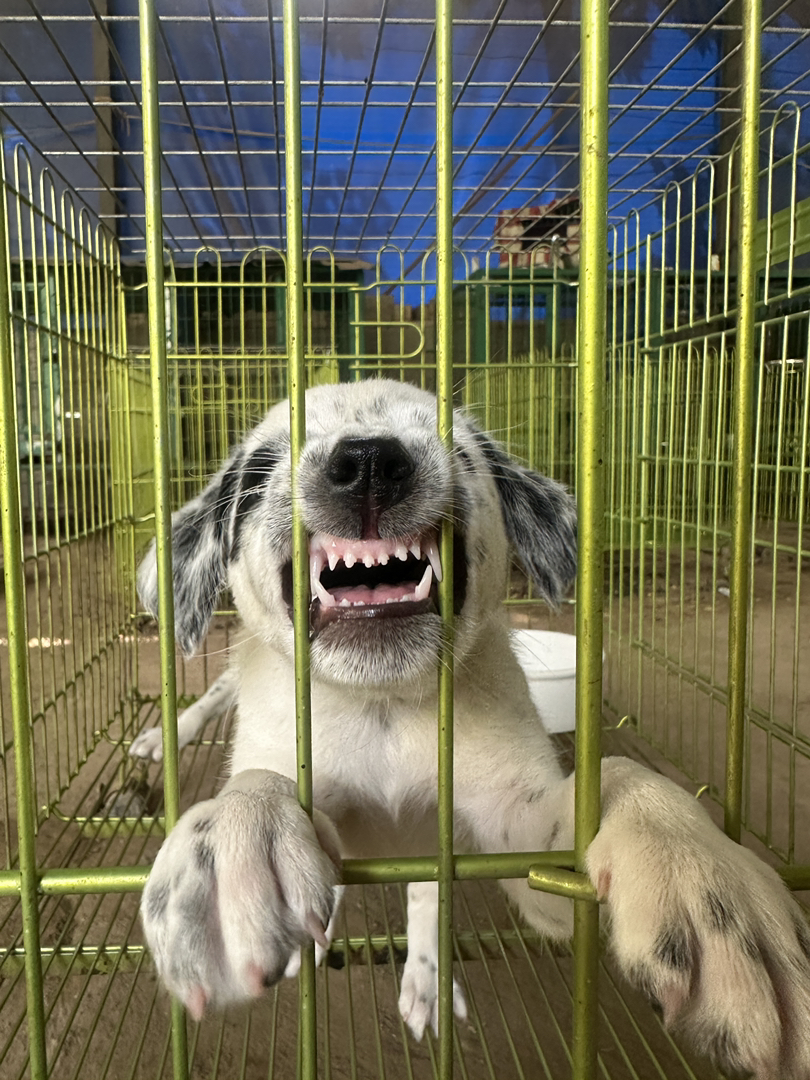 黑白相间的斑点狗😍