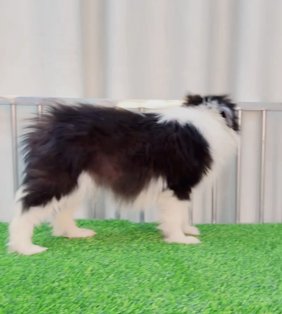 双血统⭐带证书➕芯片⭐边境牧羊犬