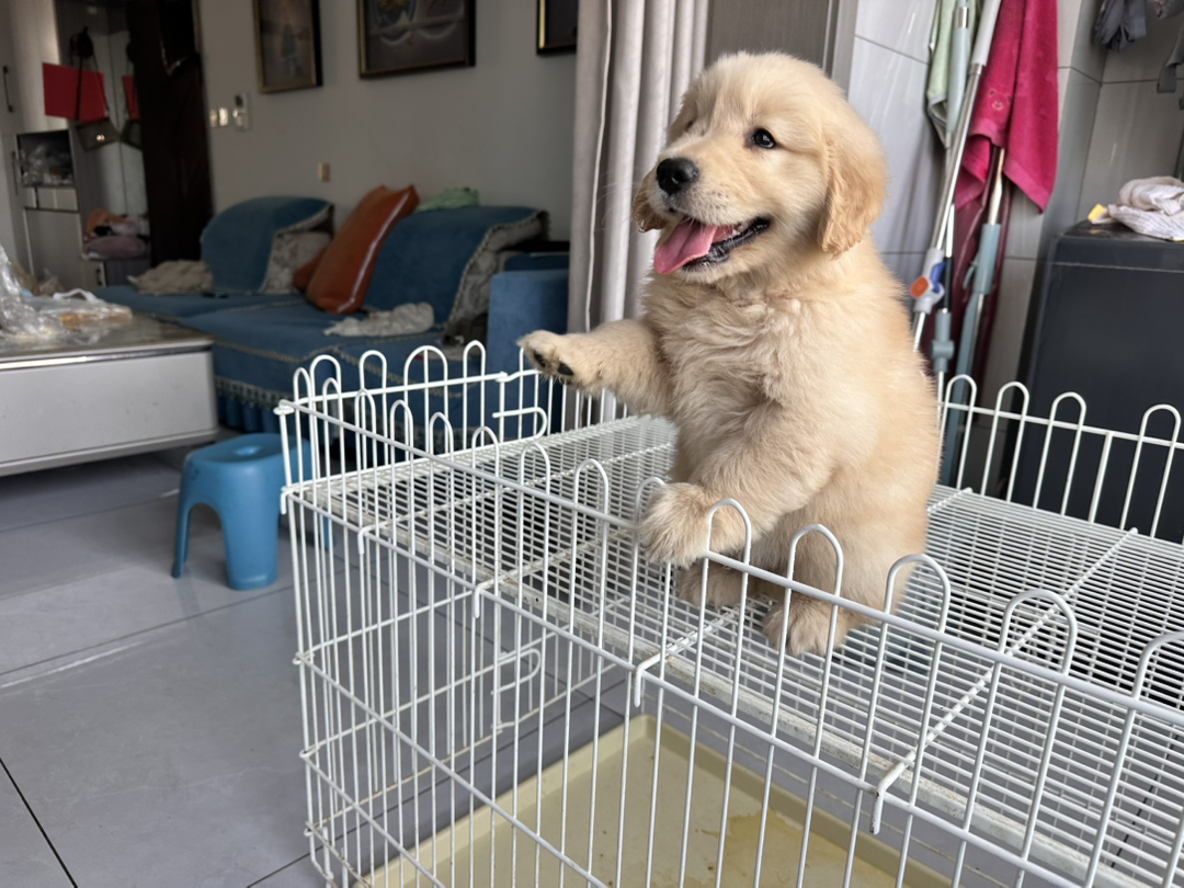 金毛