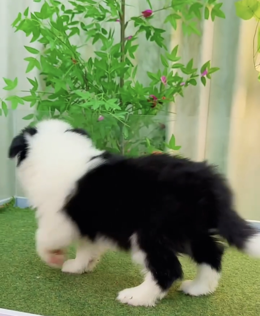 双血统高端赛级边境牧羊犬❤️七白三通