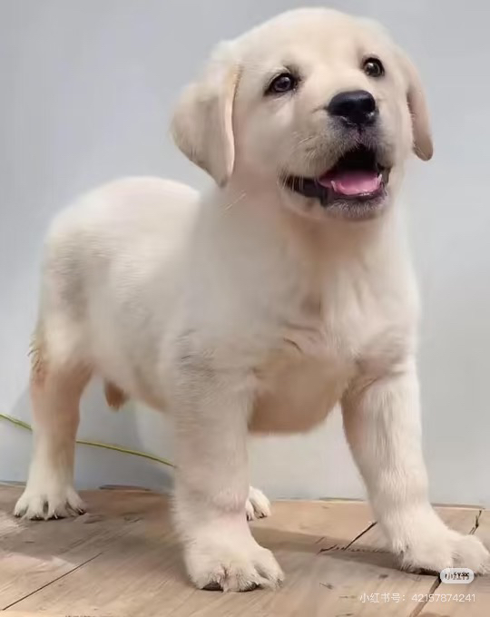 拉布拉多幼犬，乖巧可爱，温顺亲人，绝佳陪伴宠物