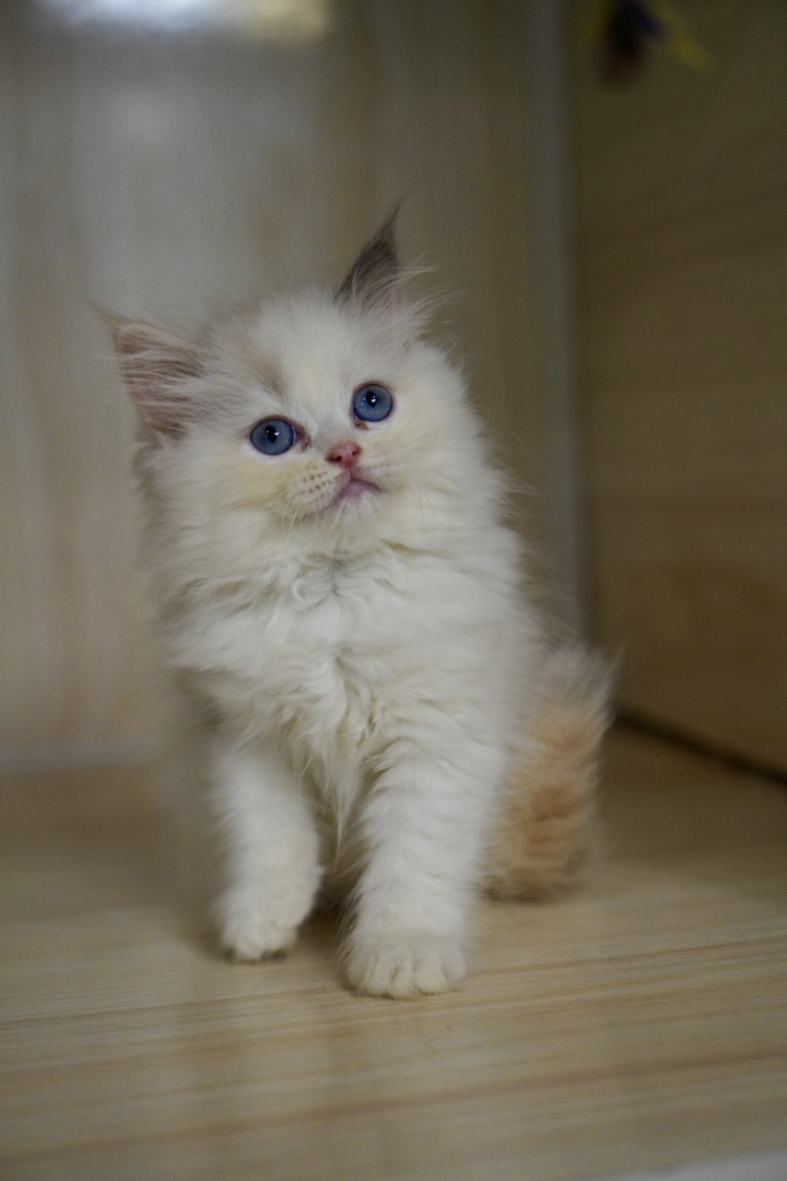 布偶猫幼崽，蓝眼白毛颜值高，温顺粘人，养宠佳选