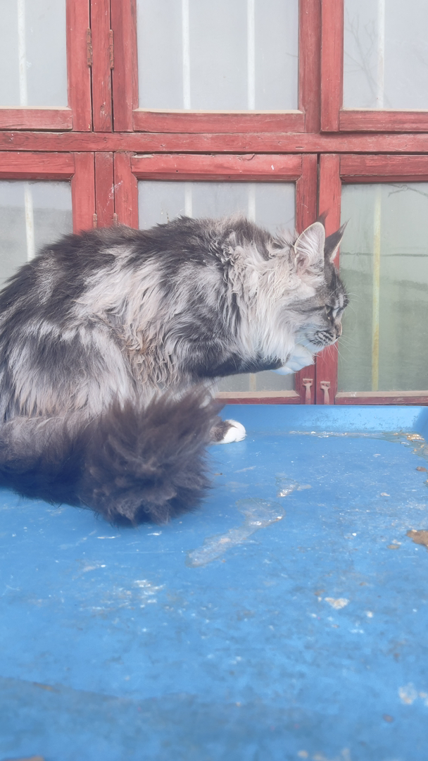 7个月12斤大体格缅因猫
