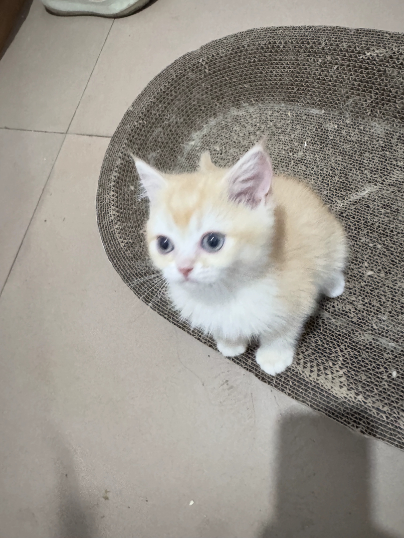 金渐层幼猫,颜值超高,软萌可爱,养猫首选,12色红金弟弟