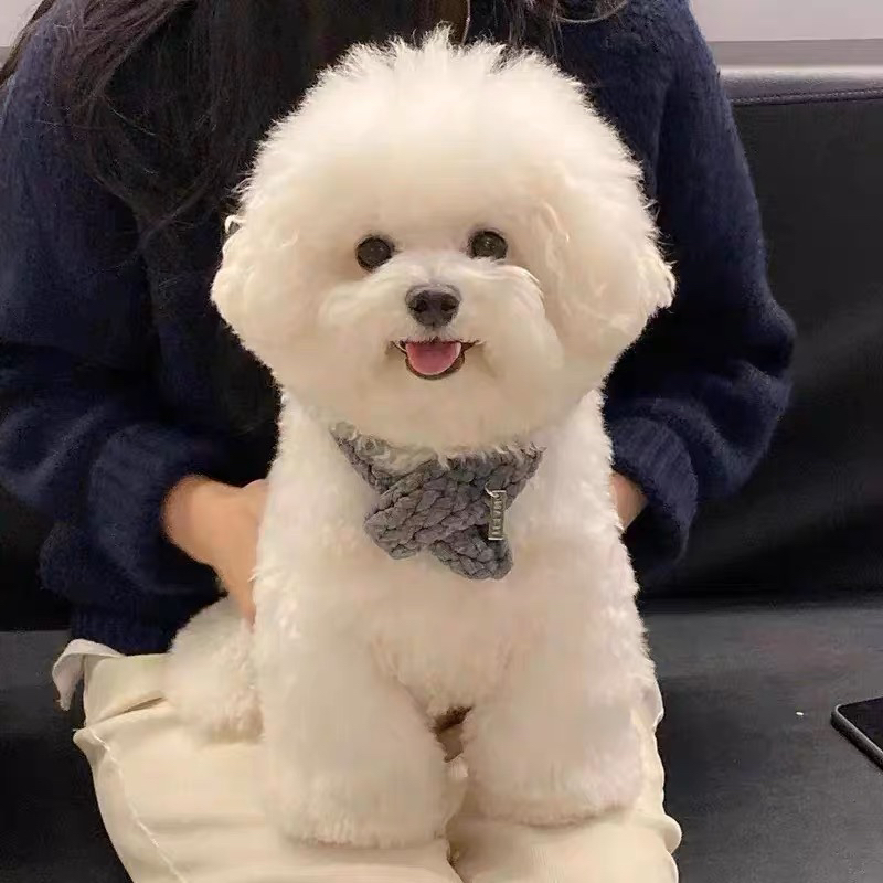 韩版比熊❤️平台推荐