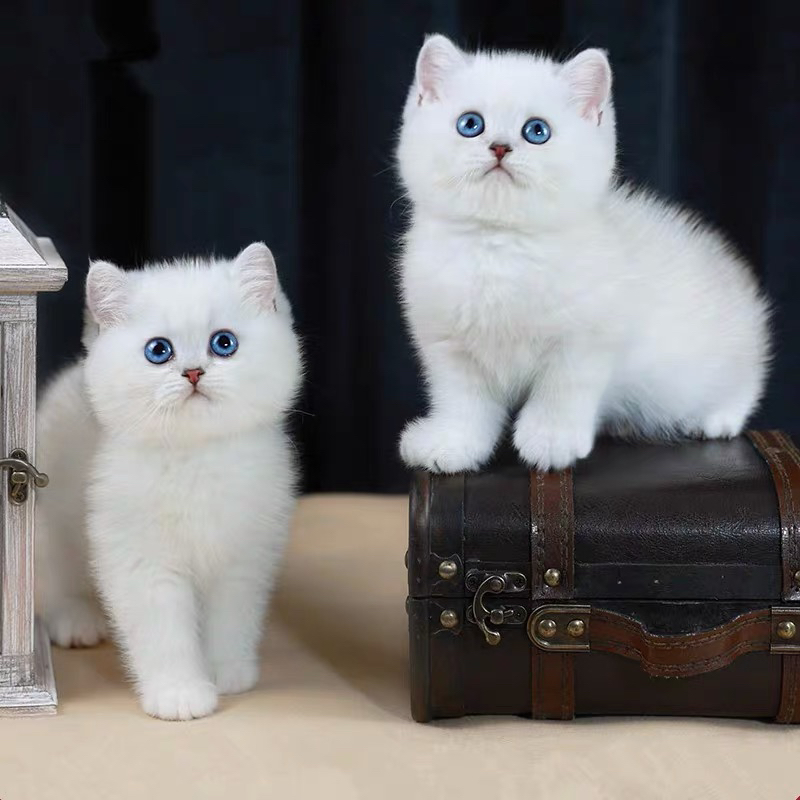 英国短毛猫,蓝眼白毛颜值高,可爱乖巧好伴侣