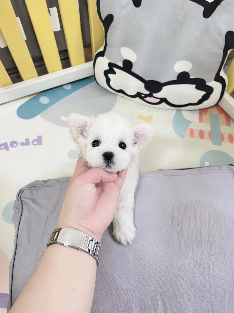 稀有纯白色雪纳瑞