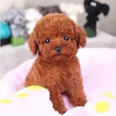 可爱泰迪犬,毛绒绒超萌,小巧玲珑适合陪伴