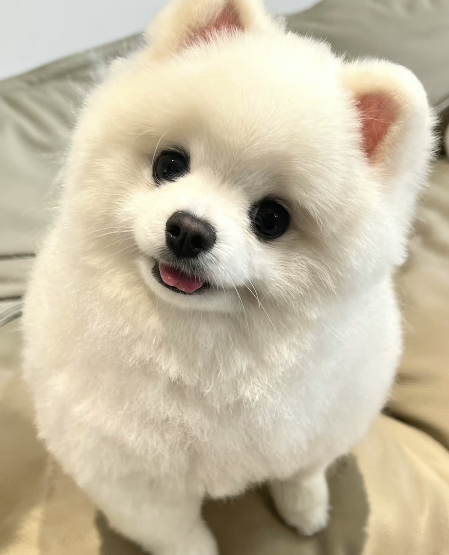 颜值高​​：萨摩耶拥有一身洁白如雪的毛发，笑容甜美