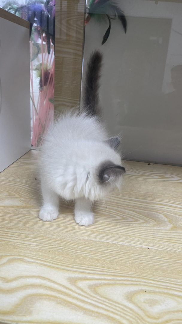 布偶猫幼崽，蓝眼白毛颜值高，性格温柔，养猫首选