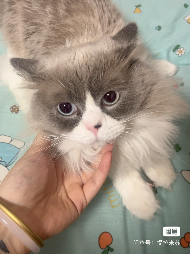 一只可爱猫咪