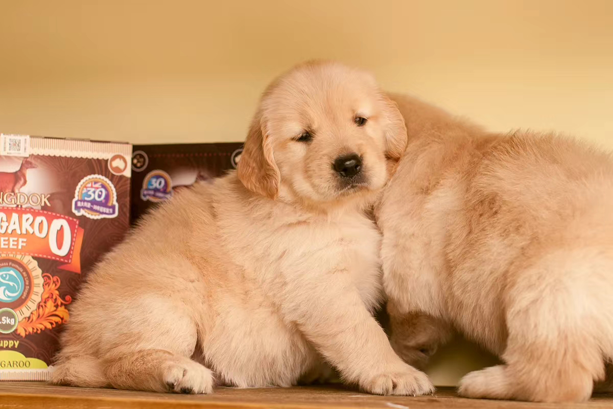 金毛幼犬，可爱活泼，性格温顺，适合家庭养殖