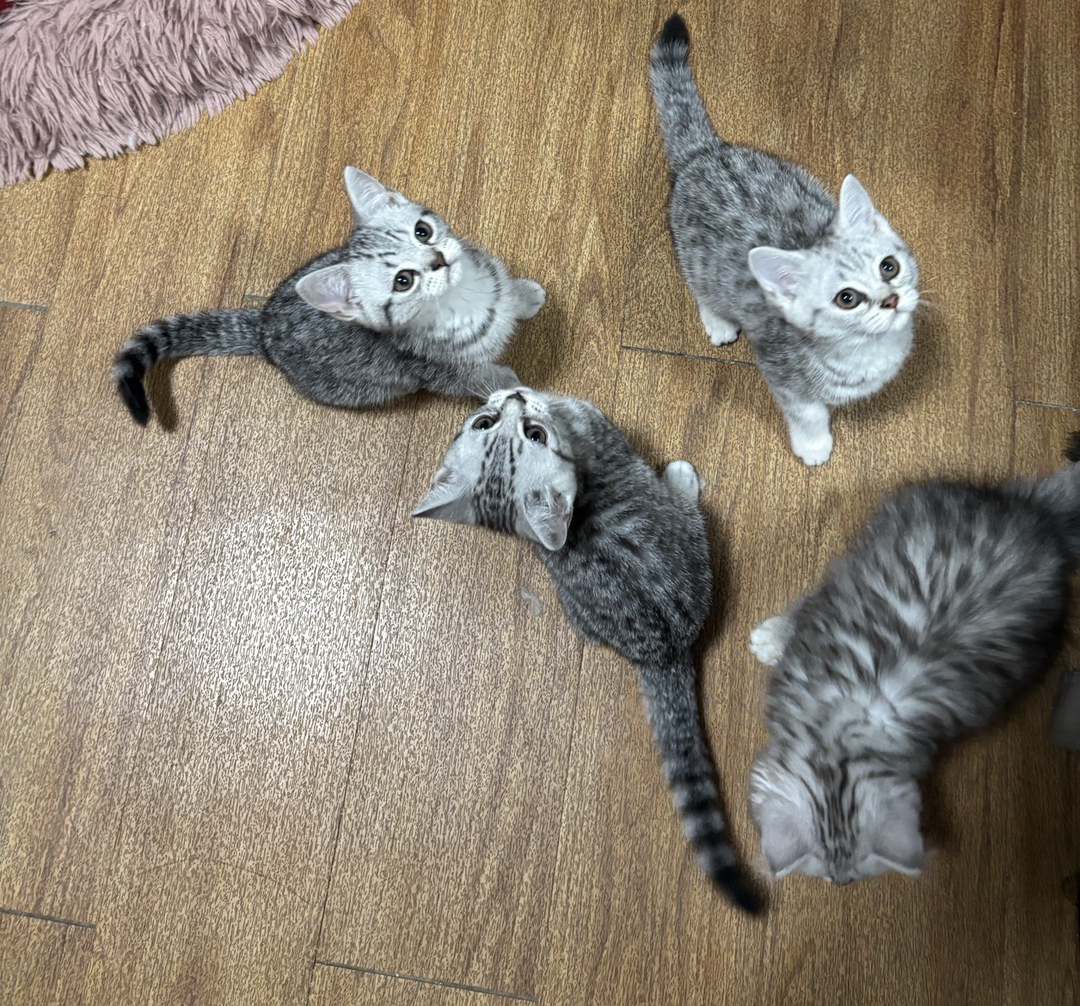陕西西安肥美小猫找主人！