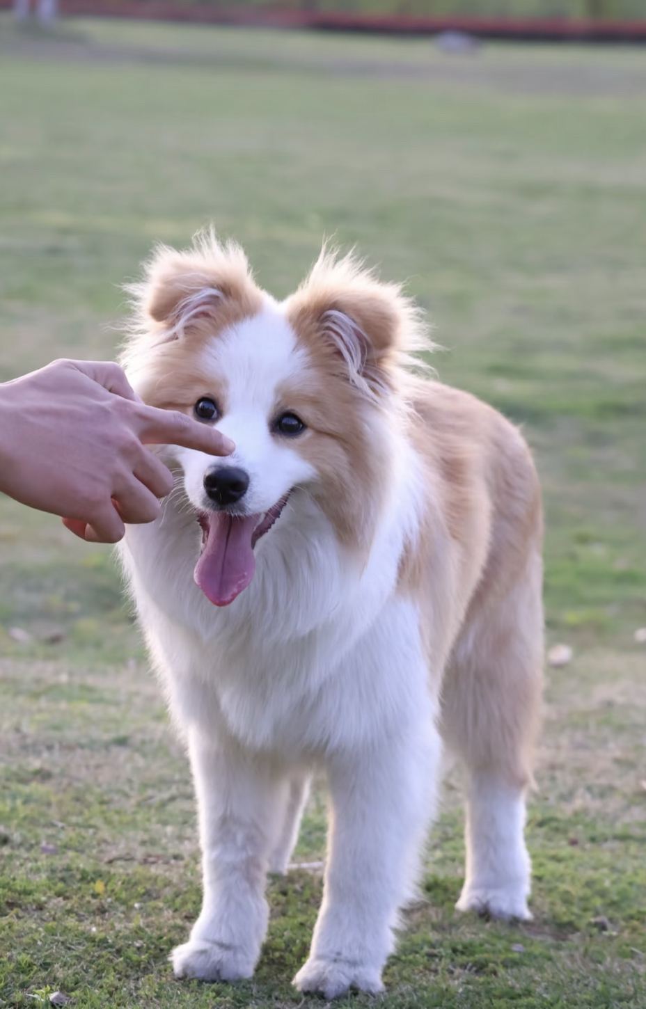 大骨量金色边境牧羊犬