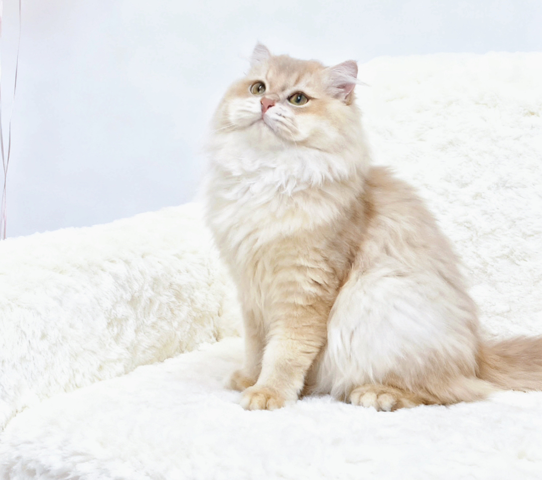 紫金渐层长毛弟弟