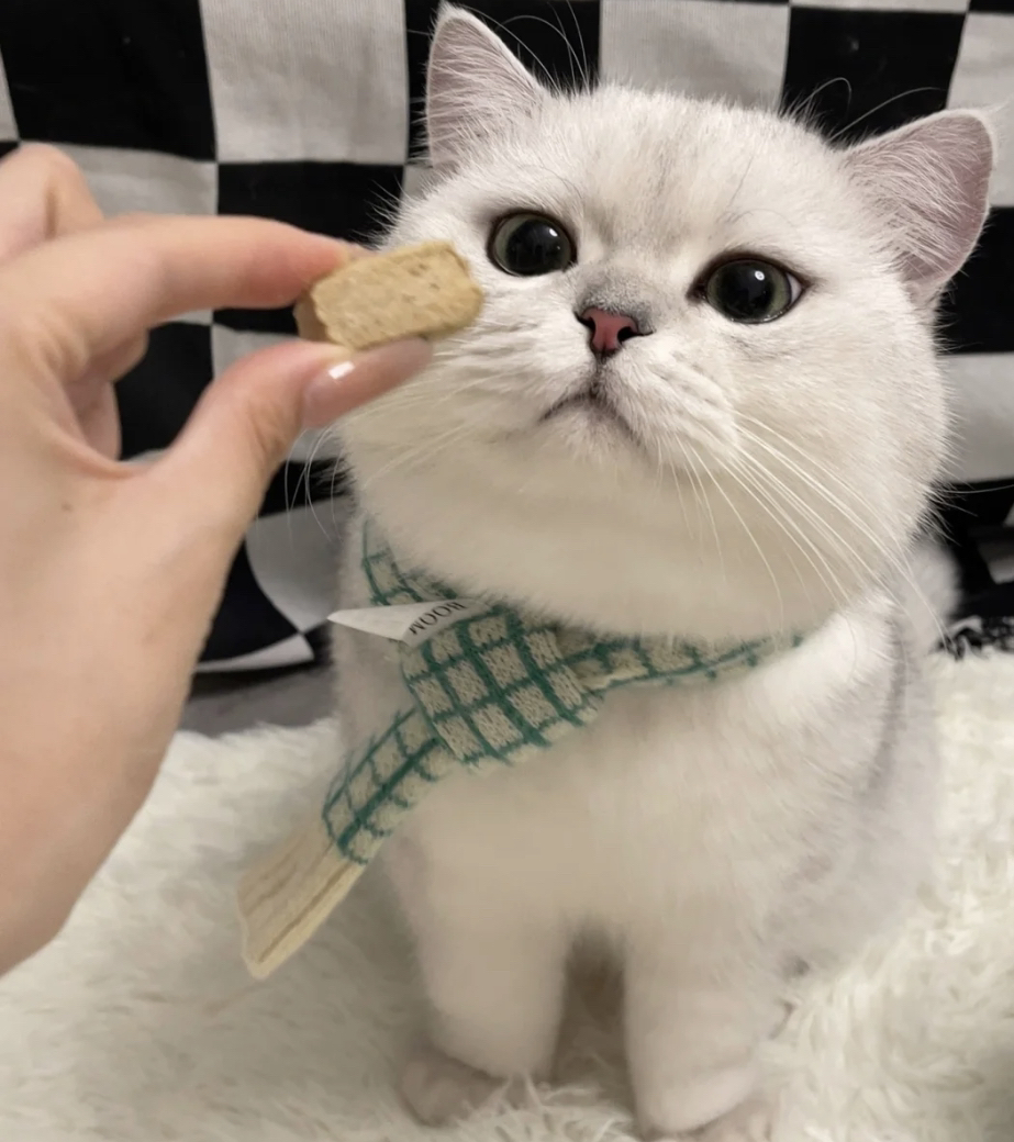 大胖脸银渐层猫咪❤平台推荐