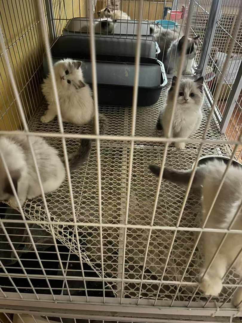 布偶猫
