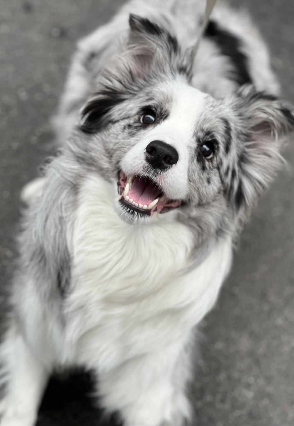 双血统边境牧羊犬❤️平台推荐