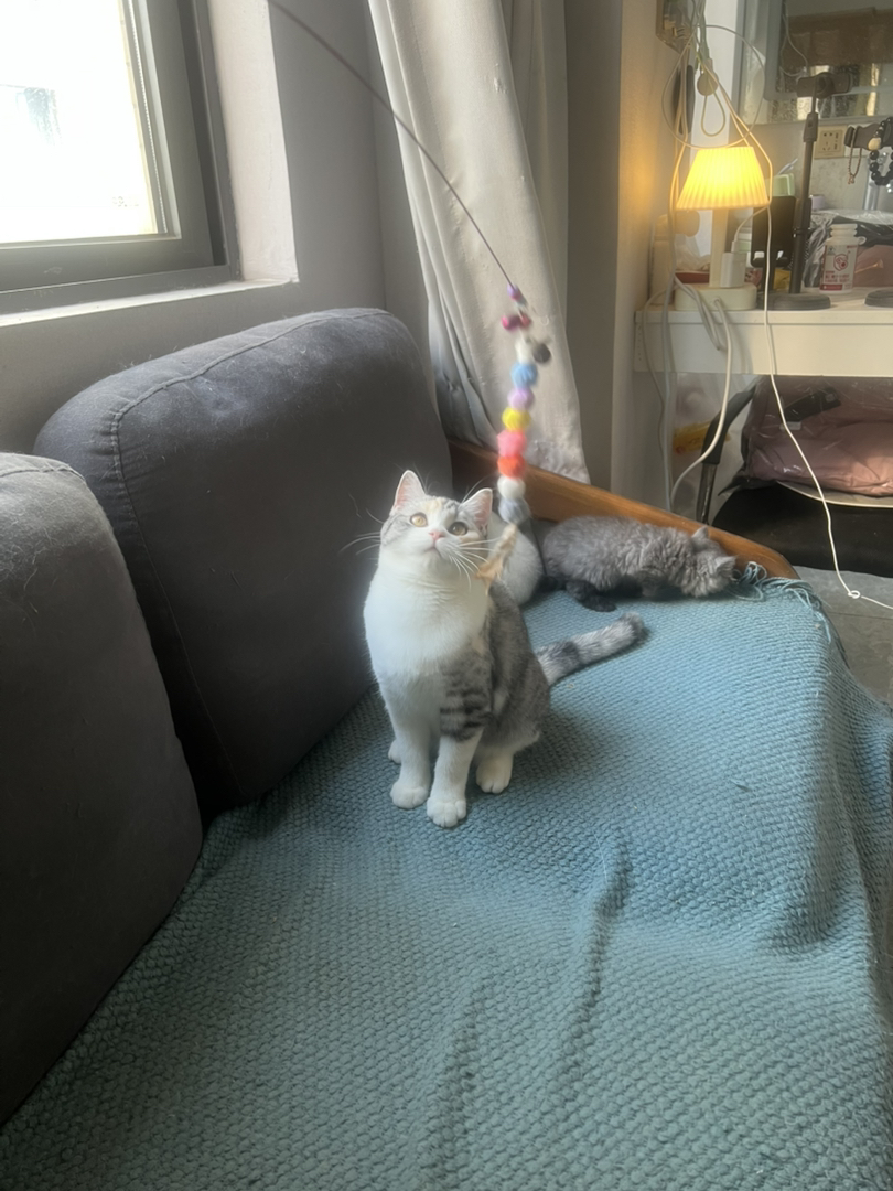 米努特猫 幼崽蹲新家 大爆毛甜美可爱