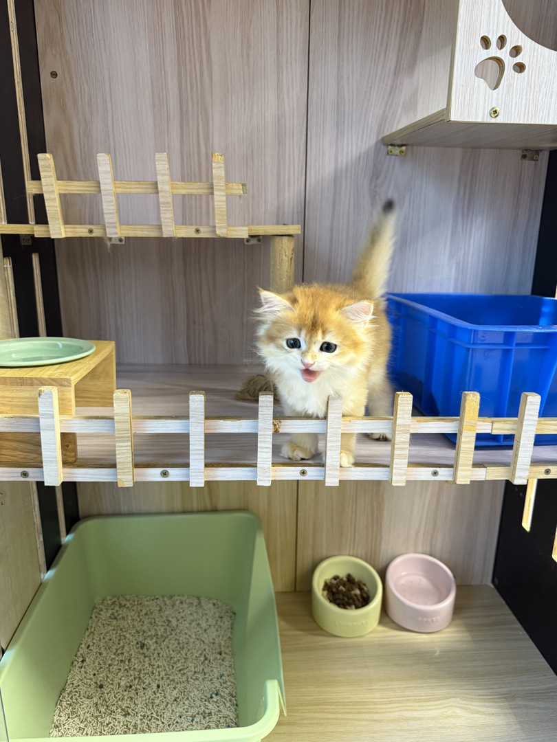 长毛金渐层12色妹妹
