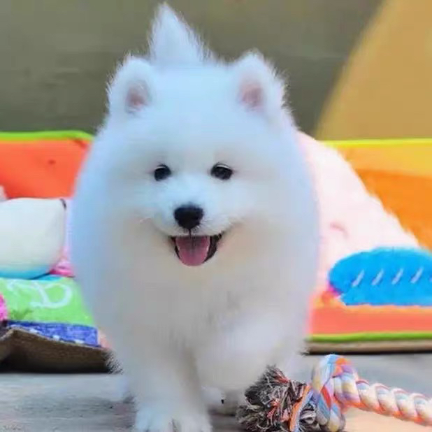 可爱萨摩耶幼犬,颜值爆表,毛茸茸超治愈