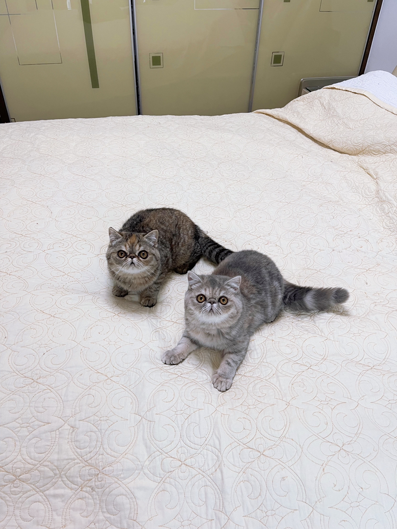 加菲猫 自养繁育的小加菲