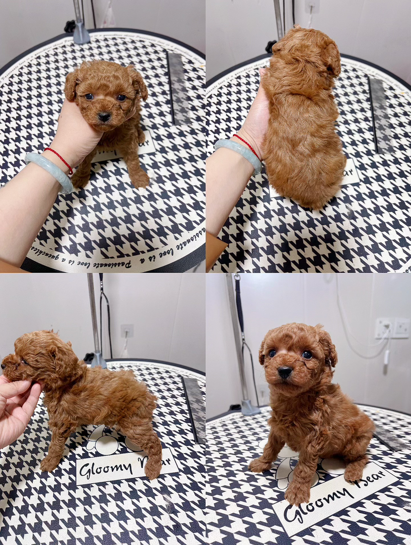 可爱泰迪幼犬,棕色卷毛,呆萌乖巧,理想的宠物伴侣