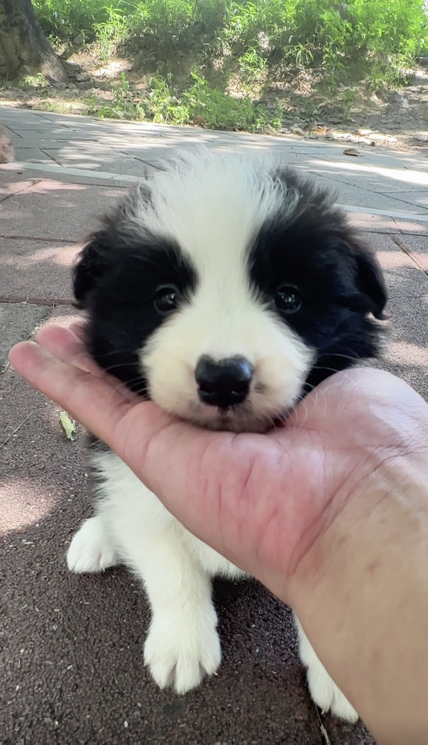 边境牧羊犬