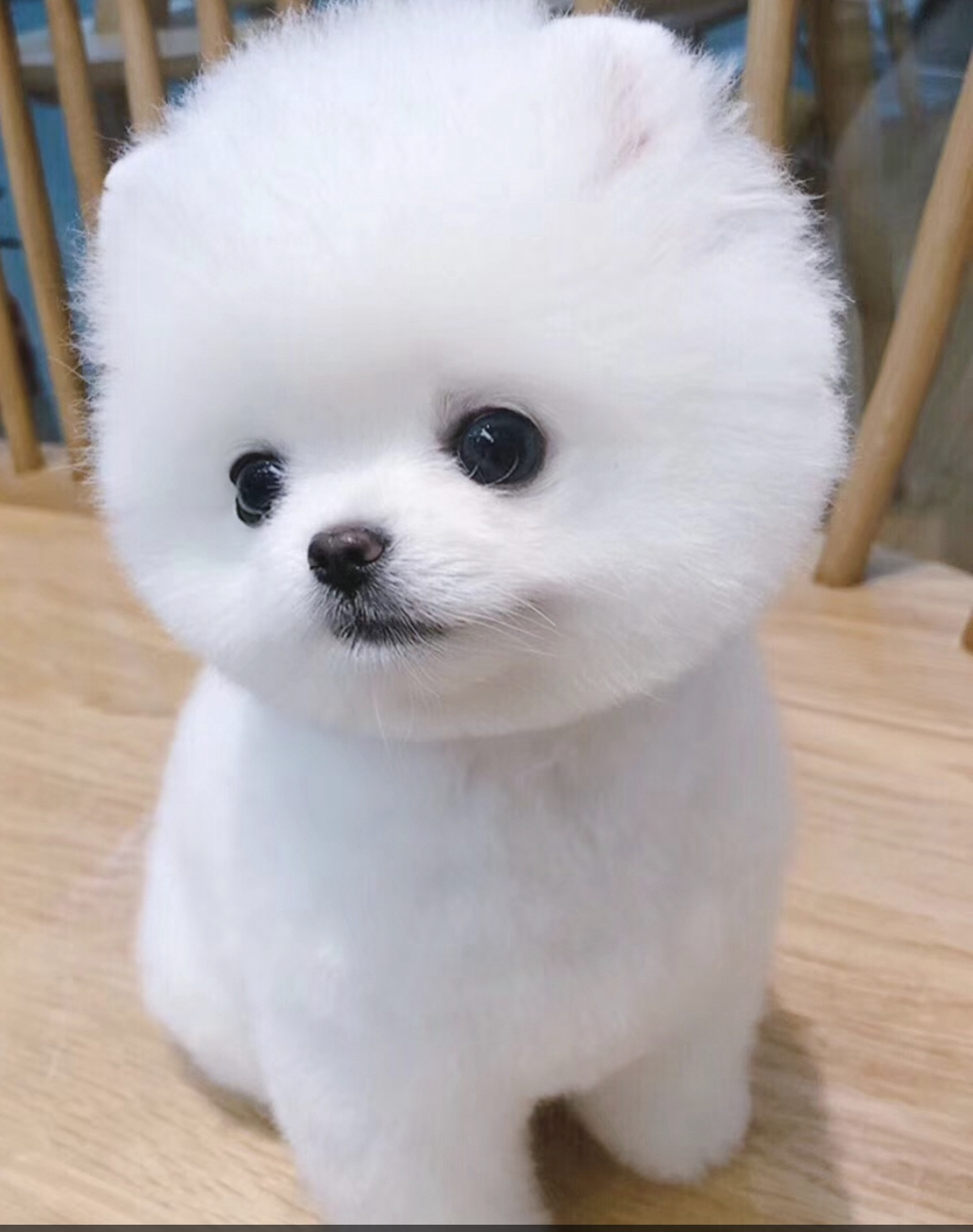 博美(俊介装)幼犬,雪白蓬松大眼呆萌,乖巧粘人,家庭陪伴佳选