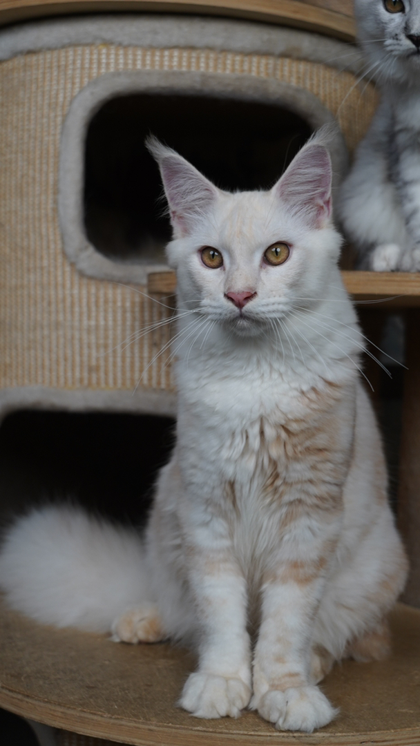 双血统纯种缅因猫，凯米尔色系幼猫弟弟，5代血统证书。