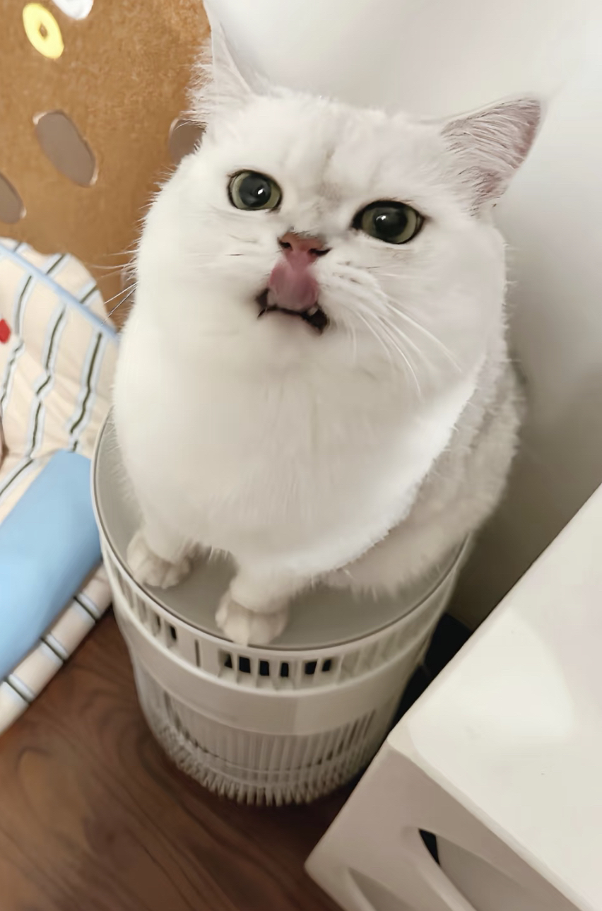 银渐层猫咪,颜值超高超可爱,温顺亲人的贴心萌宠