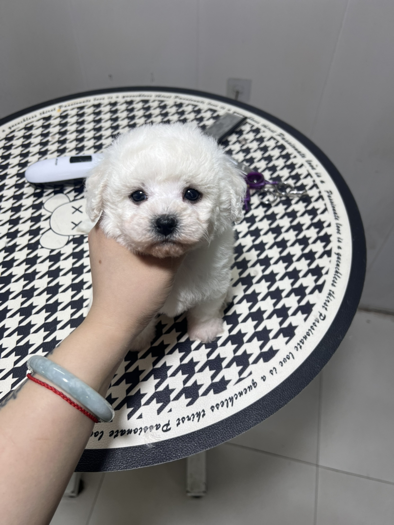 比熊幼犬,呆萌可爱,毛发蓬松,最佳陪伴宠物