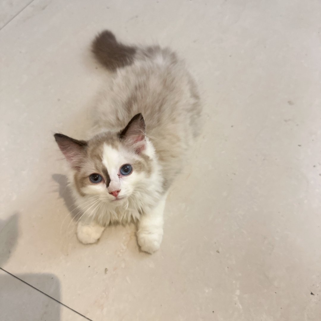 布偶猫