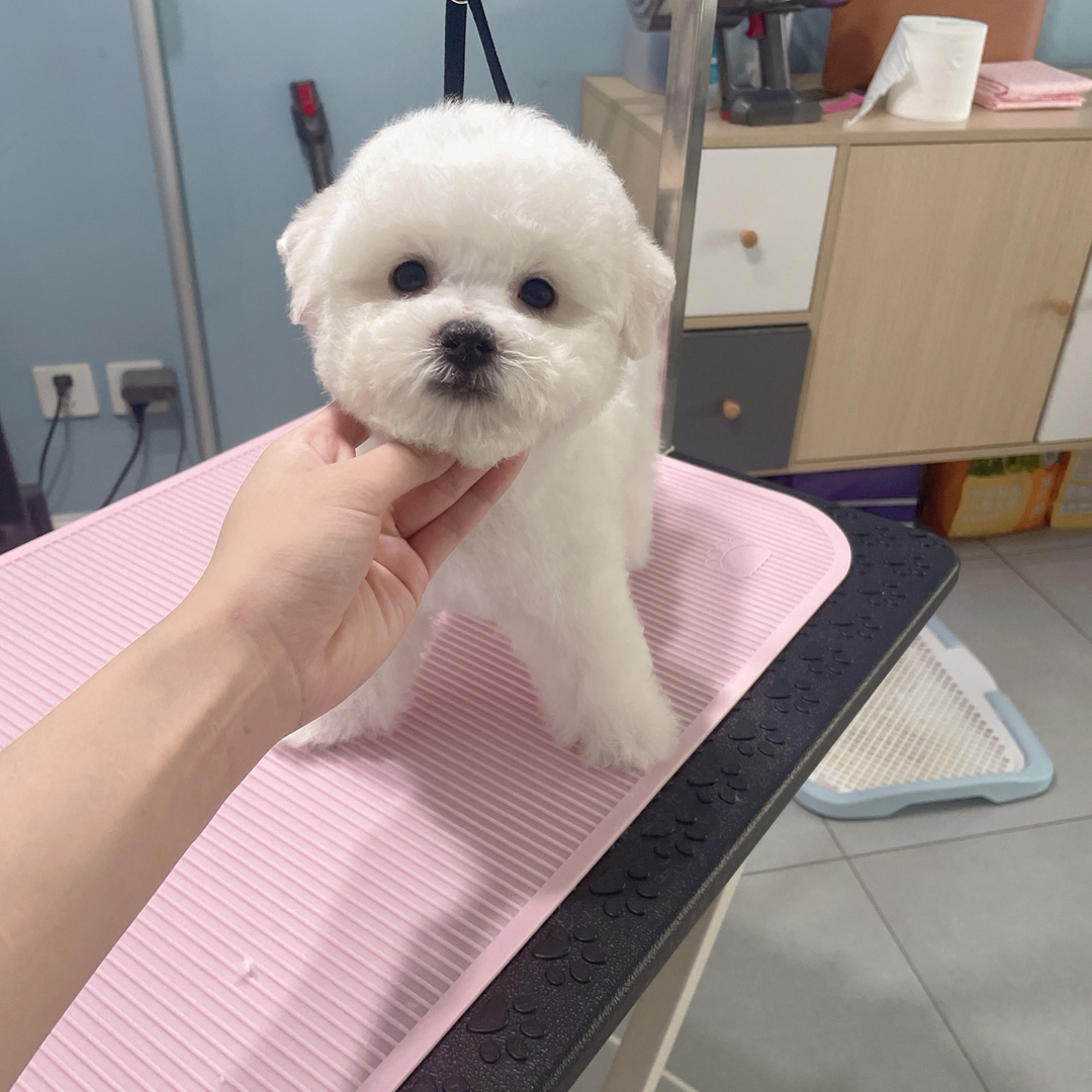 家养双血统比熊父母均带Cku证书基因好