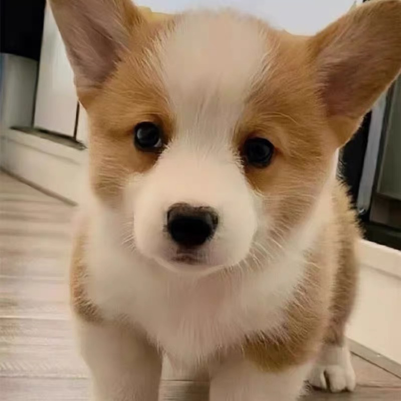 双色柯基犬❤️平台推荐