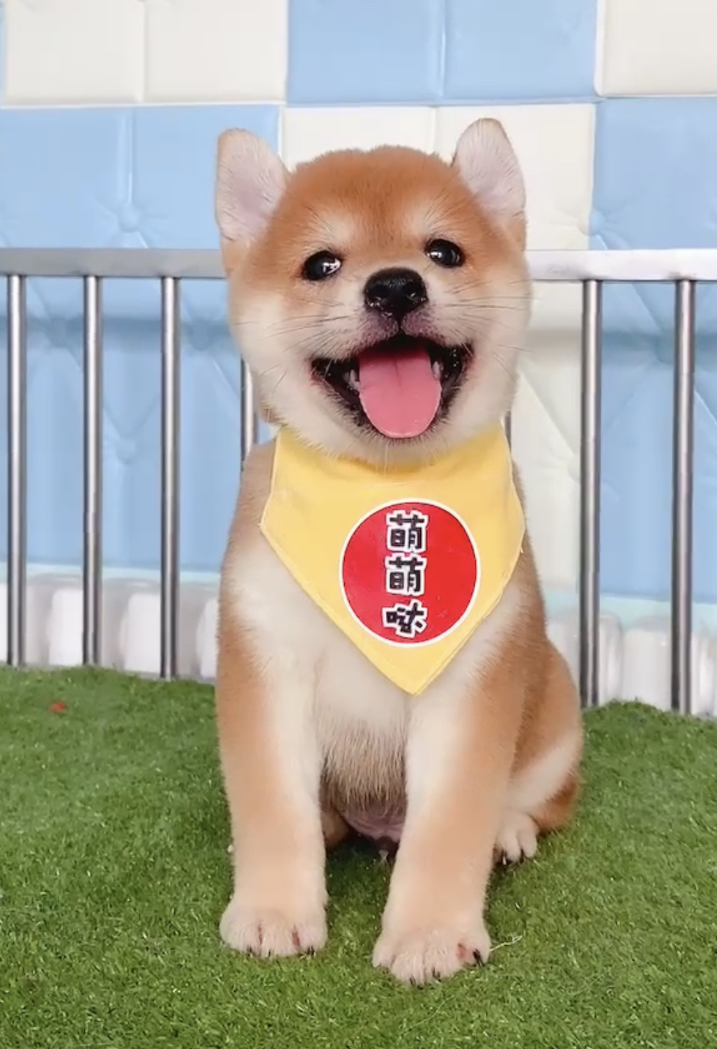 日本纯种柴犬❤平台推荐