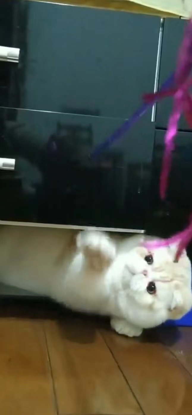 加菲猫