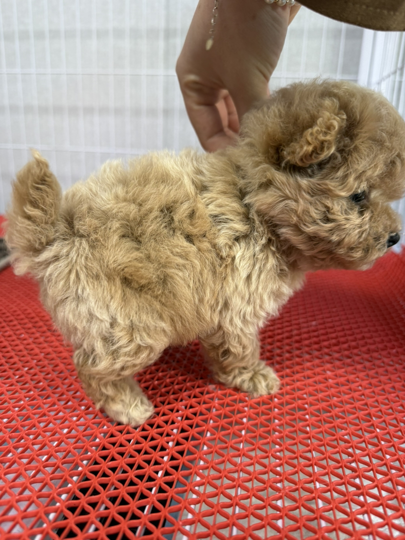 小体萌系泰迪熊