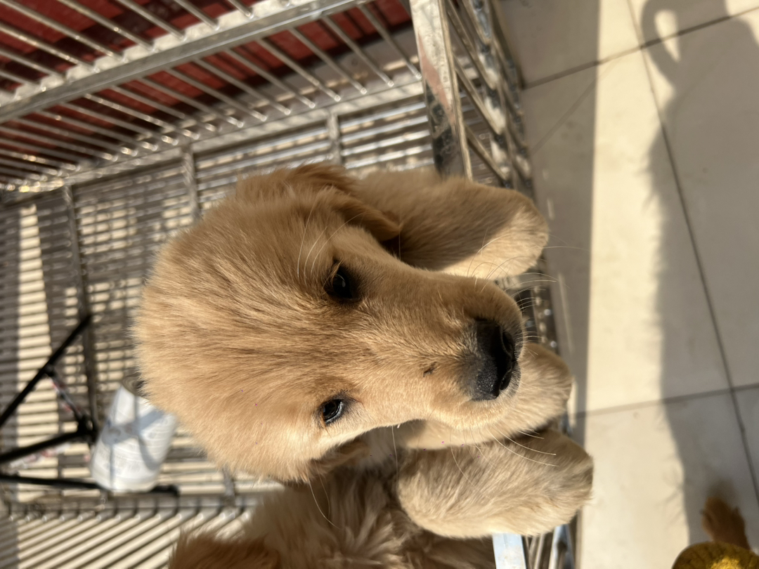 金毛双血浅色系