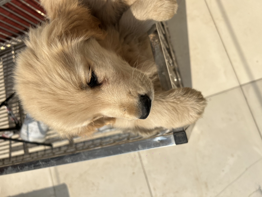 金毛双血浅色系