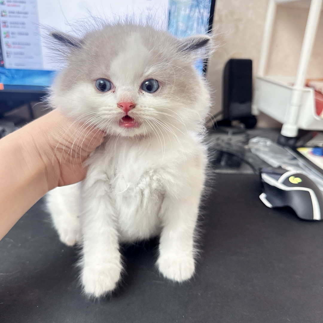 布偶猫