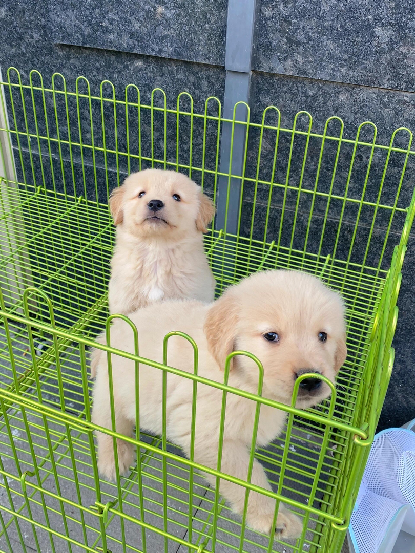 金毛幼犬,可爱乖巧,毛发柔软,是理想的家庭伴侣