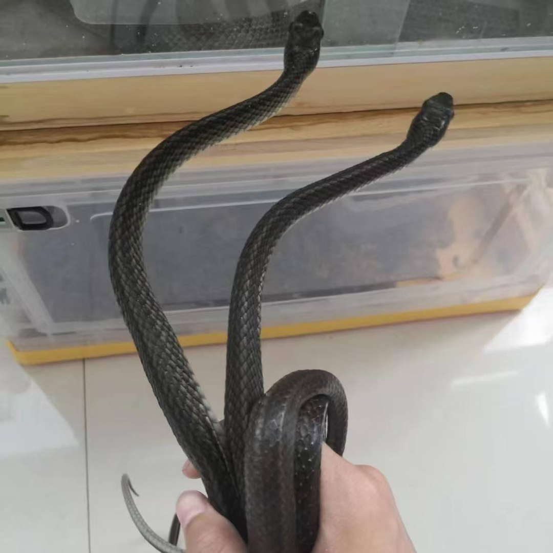 疫苗已打 运输包活
