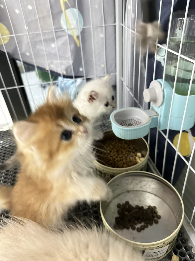 12色金渐层弟弟，眼睛特别大